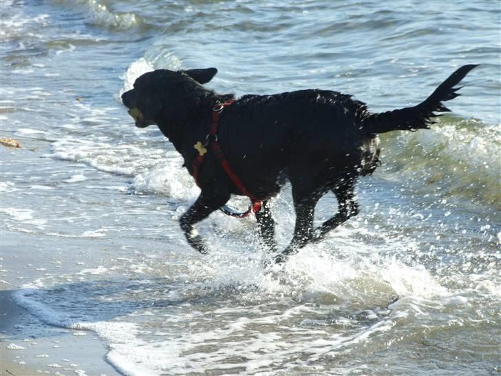 Blanding af racer Olivia billede 2