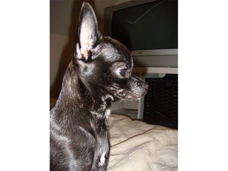 Chihuahua Armani billede 1