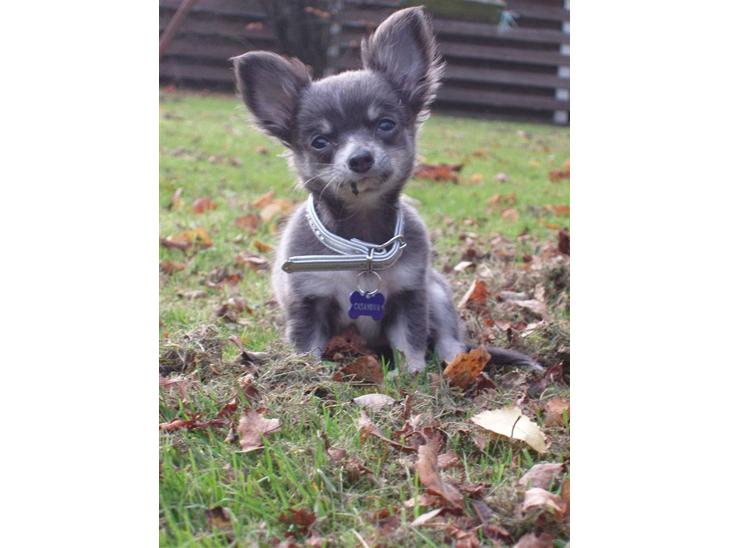 {{currentPhoto.altText}} billede {{currentPhoto.number}}