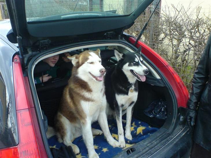 Siberian husky Aslan - Far og Søn billede 1