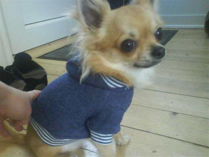 Chihuahua Joey - Se nmin fine nye trøje :-) billede 1