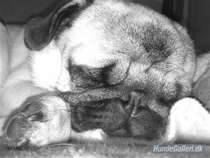 Mops Albert - MIN DRENG <3 billede 1