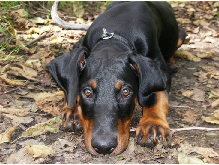 Dobermann Sniper R.I.P. - jeg vil ikke med hjem, så jeg tror bare at jeg ligger mig ned her...! billede 1