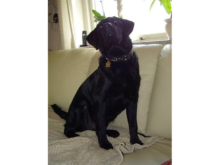 Labrador retriever Boss - Model:o) billede 1