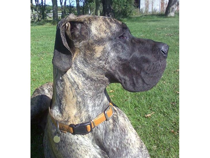 {{currentPhoto.altText}} billede {{currentPhoto.number}}