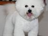 Bichon à poil frisé Lucy stars White Nimbus