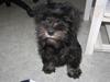 Dvaergschnauzer Silas