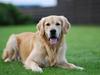 Golden retriever Django<'3 R.I.P  [ Himmelhund]