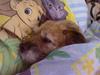Border terrier Tikki - Savnet :'(  <3