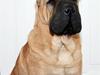 Shar pei Spike [ Himmelhund]