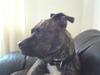 Amerikansk staffordshire terrier Malou R.I.P [ Himmelhund]