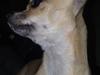 Chihuahua Rockey