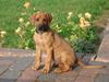 Rhodesian ridgeback Hazinas 4th Ajabu - Gaius