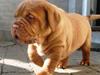 Dogue de bordeaux Amos [ Himmelhund]