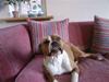 Amerikansk staffordshire terrier Tequilla R.I.P