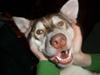Alaskan husky Nanook