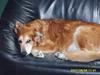 Golden retriever Trunte R.I.P 4/7-08 [ Himmelhund]