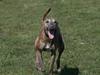 Whippet Lilo