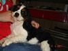 Cavalier king charles spaniel Boffi