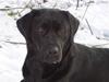 Labrador retriever Tøzen
