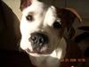 Staffordshire bull terrier Thor