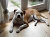 Amerikansk bulldog Eddie
