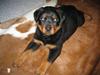 Rottweiler Ronja [ Himmelhund]