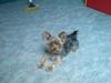 Yorkshire terrier Marco