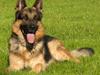 Schæferhund ravnerocks kimbo