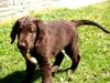 Flat coated retriever Victor Holstein