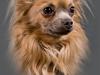 Chihuahua Dolph