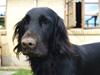 Flat coated retriever Jiggers whait for Duncan