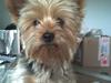 Yorkshire terrier Aladin