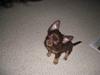 Chihuahua Troy