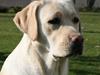 Labrador retriever Juelsgaard's Coat of Many