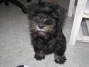 Dvaergschnauzer Silas