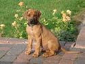 Rhodesian ridgeback Hazinas 4th Ajabu - Gaius