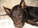 Australsk kelpie Felix