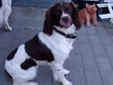 Engelsk springer spaniel Frida