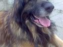 Leonberger Harley