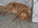 Nova scotia duck tolling retriever Bailey