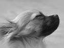 Chihuahua - || Teddy ||