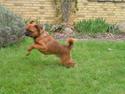 Griffon petit brabancon Brutus Brutalis