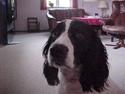 Engelsk springer spaniel Vilma ( Putte)