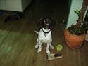 Kleiner münsterländer Cody