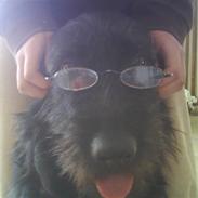 Blanding af racer - Flica den hyper' (;