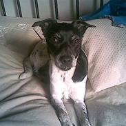 Blanding af racer » .. sille