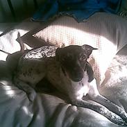 Blanding af racer » .. sille