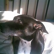 Blanding af racer » .. sille