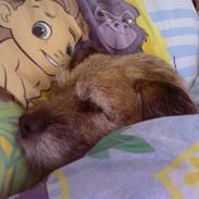 Border terrier Tikki - Savnet :'(  <3